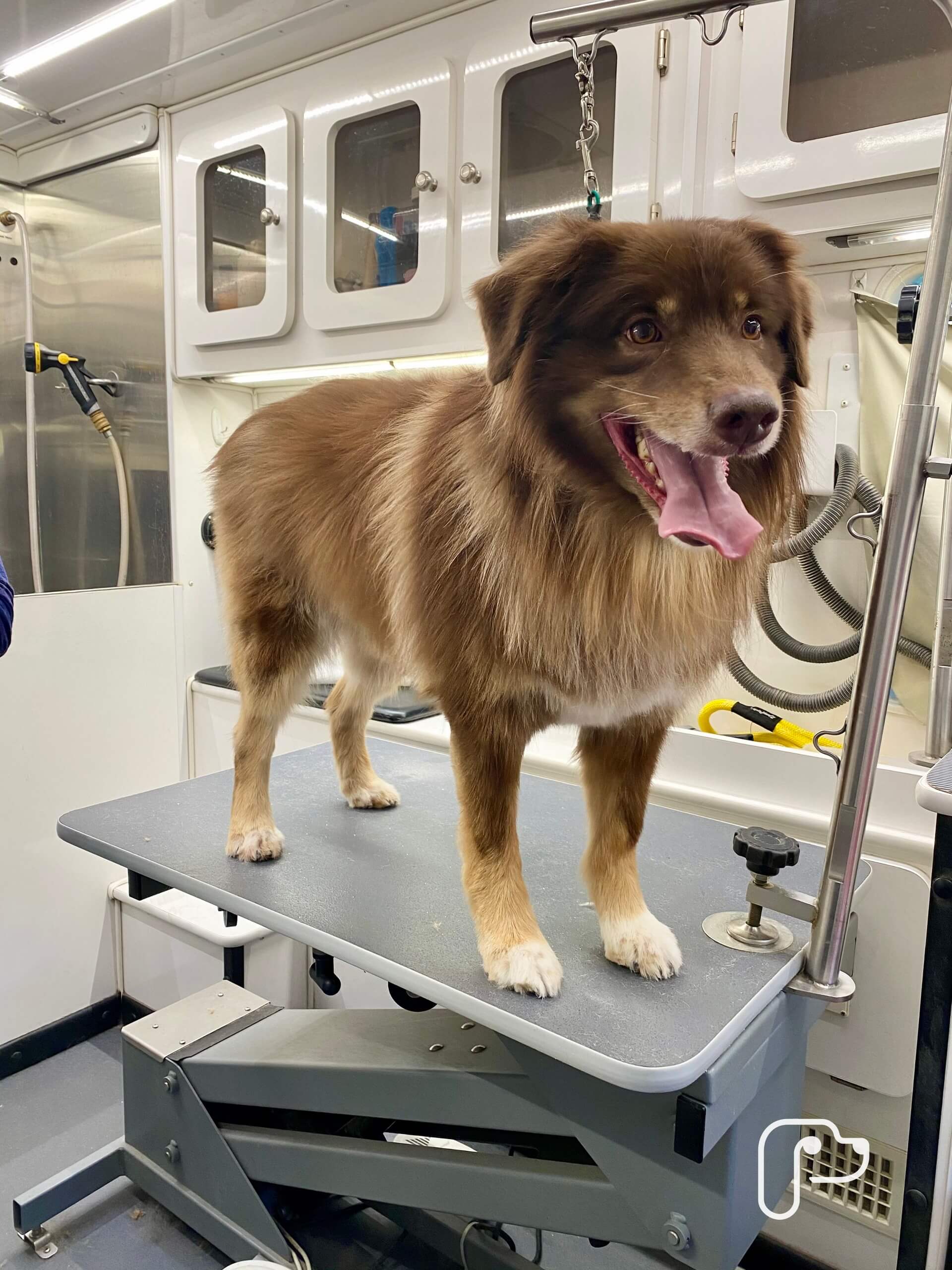 Weatherford TX Mobile Pet Grooming The Best Dog Groomers