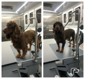 Before and After - Dog Grooming Picture