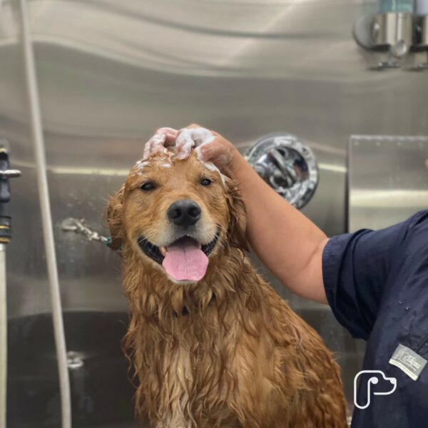 Dog Grooming Mobile Pet Grooming in Weatherford