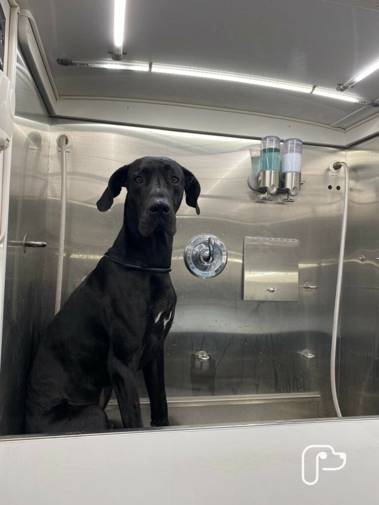 Mobile Dog Groomer in Weatherford