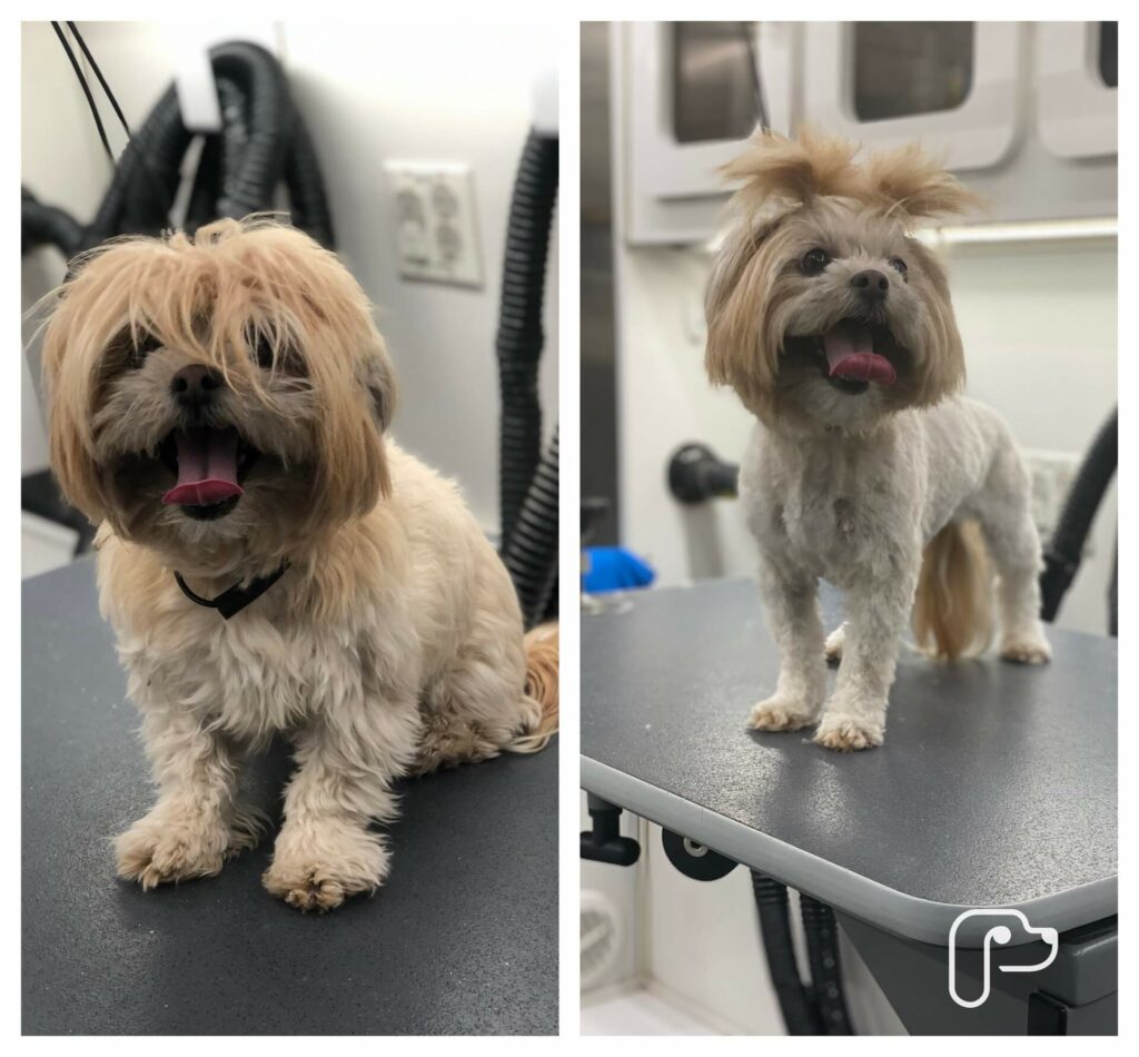 Weatherford TX Mobile Pet Grooming The Best Dog Groomers