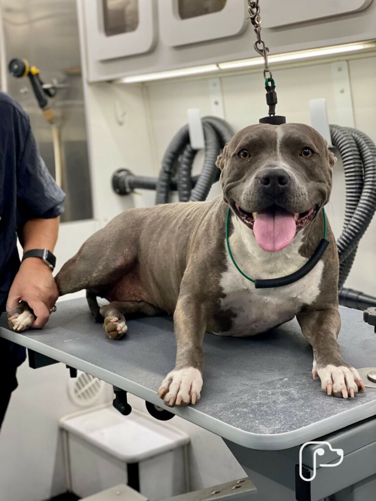 Weatherford TX Mobile Pet Grooming The Best Dog Groomers