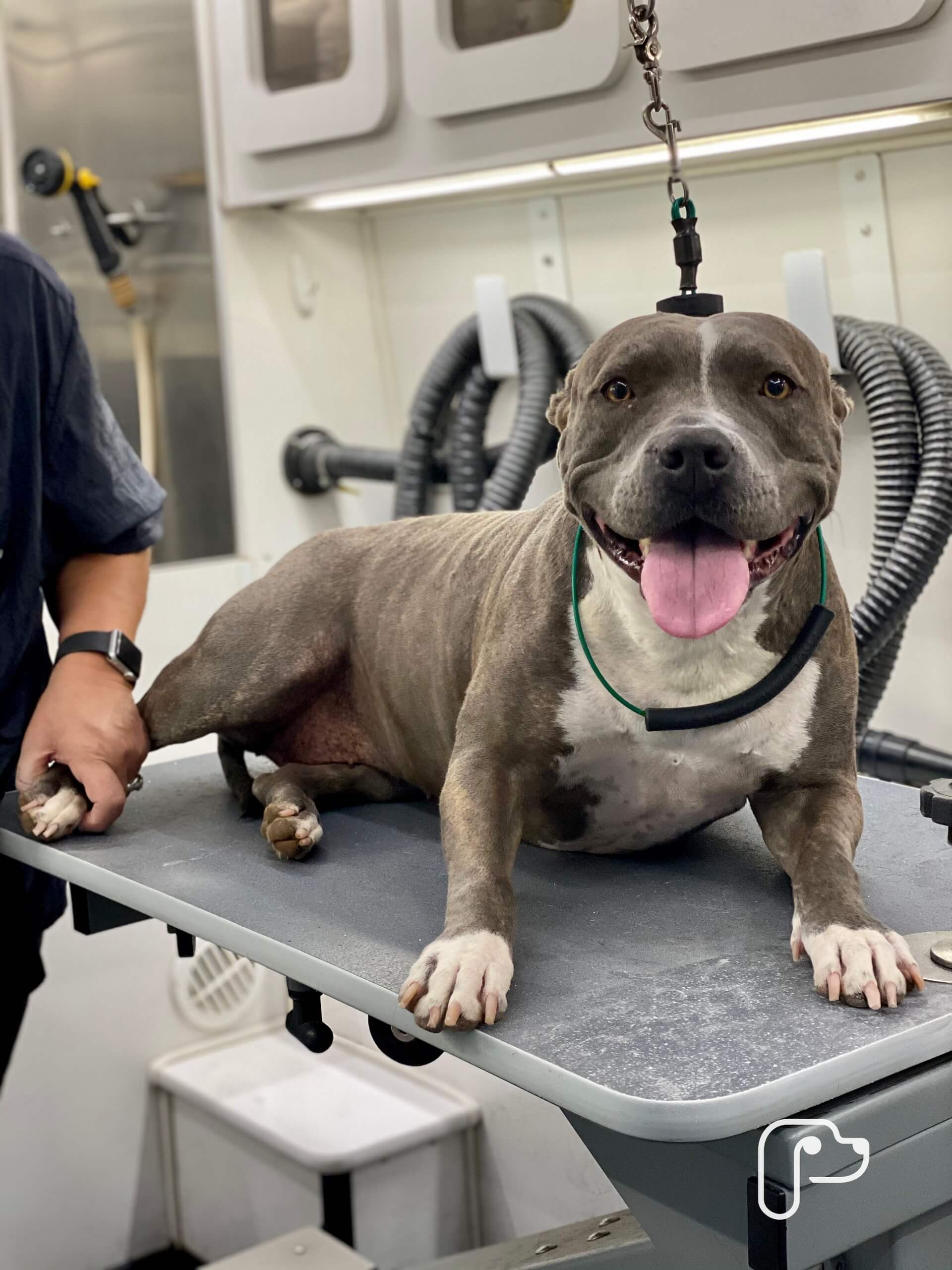 Weatherford TX Mobile Pet Grooming The Best Dog Groomers