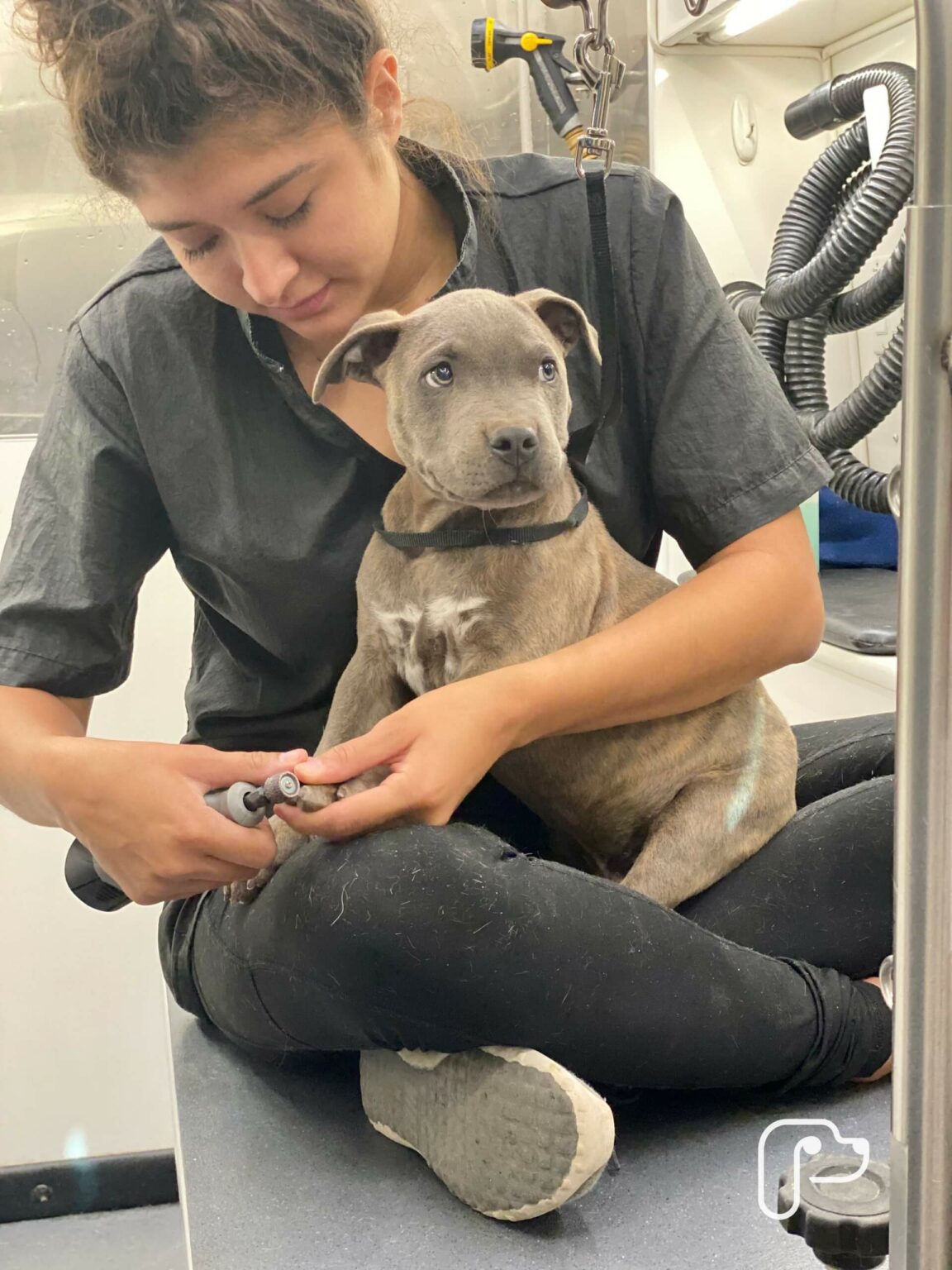 Weatherford TX Mobile Pet Grooming The Best Dog Groomers