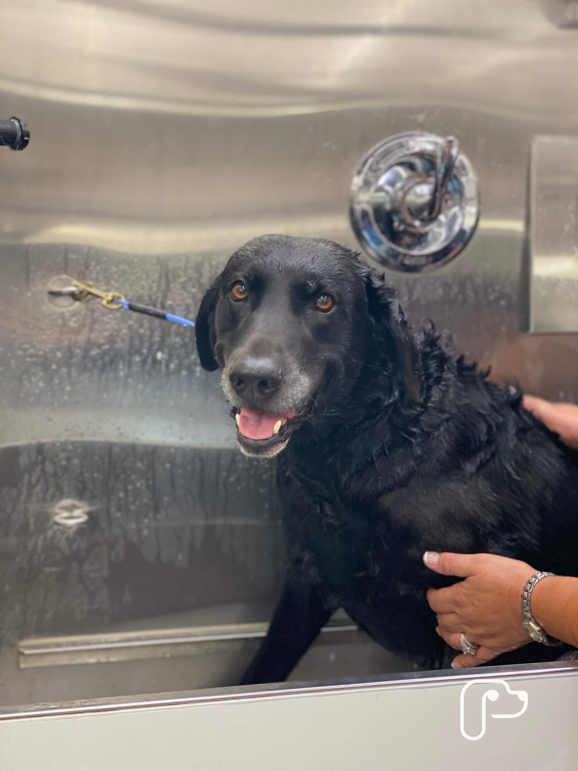 Weatherford TX Mobile Pet Grooming The Best Dog Groomers