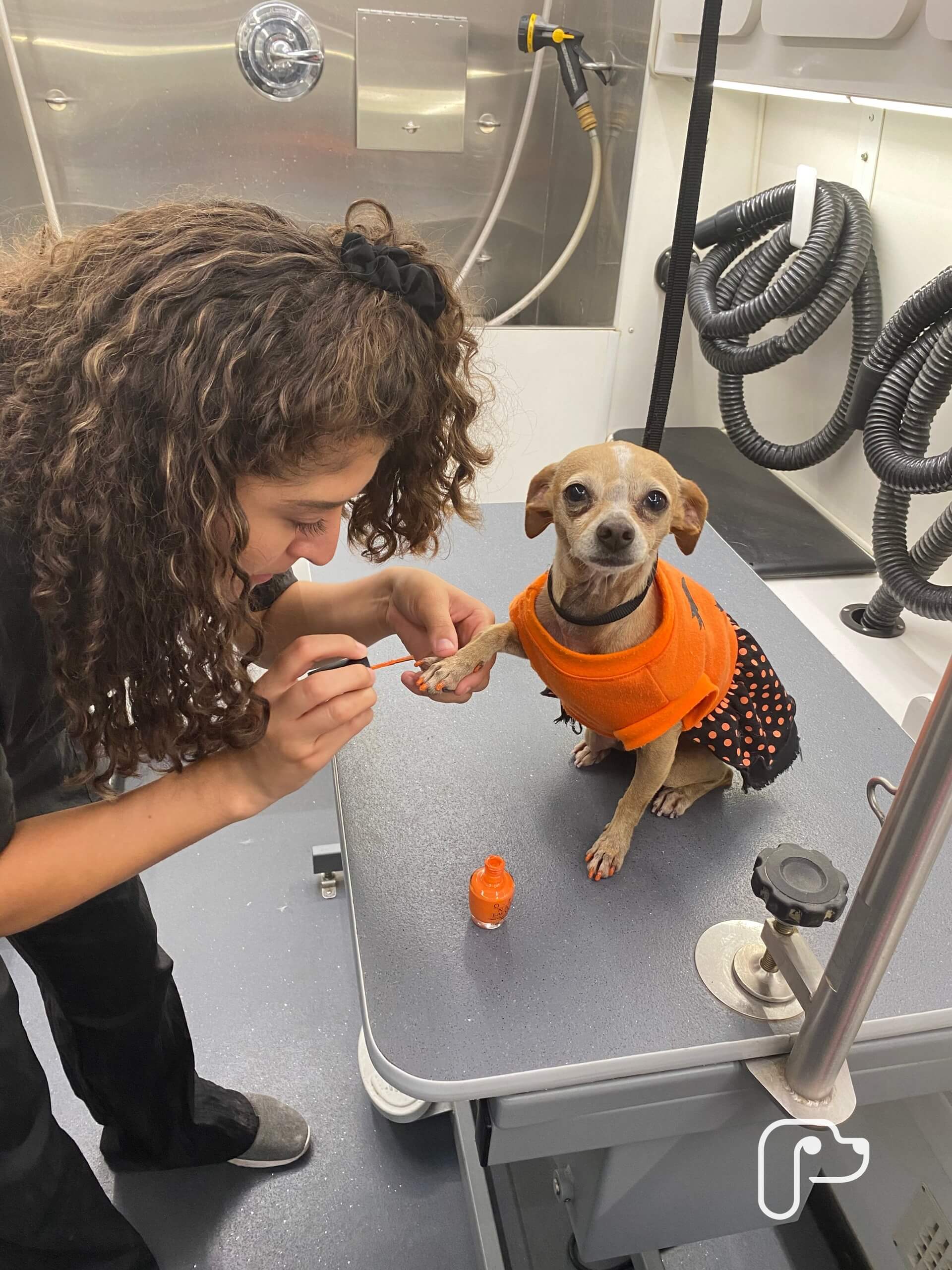 Dog Grooming Mobile Pet Grooming in Weatherford