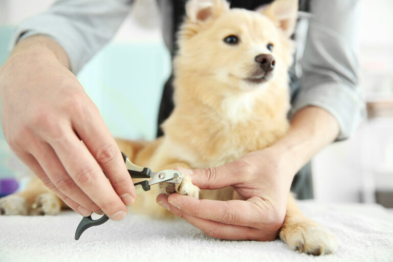 How Often Should You Get Your Dog’s Nails Trimmed?